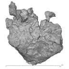 KNM-WT 40000 Kenyanthropus platyops cranium inferior