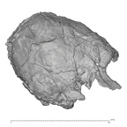 KNM-WT 40000 Kenyanthropus platyops cranium lateral