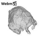KNM-WT 40000 Kenyanthropus platyops cranium ply movie