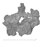 KNM-WT 40000 Kenyanthropus platyops maxilla anterior