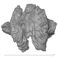 KNM-WT 40000 Kenyanthropus platyops maxilla inferior