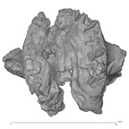KNM-WT 40000 Kenyanthropus platyops maxilla inferior