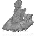 KNM-WT 40000 Kenyanthropus platyops maxilla lateral