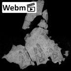 KNM-WT 40000 Kenyanthropus platyops maxilla ct stack movie