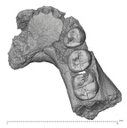KNM-WT 8556 Hominin partial mandible