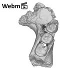 KNM-WT 8556 Hominin partial mandible ply movie