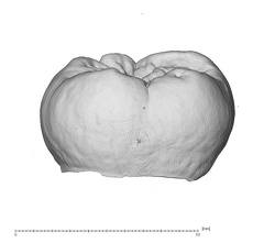 NMNH SI 18 Homo sapiens LLM buccal