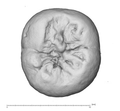 NMNH SI 18 Homo sapiens LLM occlusal