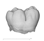 NMNH SI 42 Homo sapiens LRM buccal