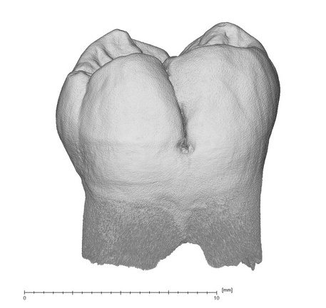 NMNH SI 43 Homo sapiens LRM buccal