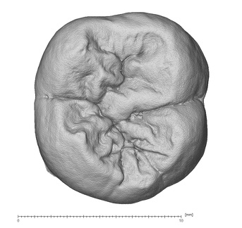 NMNH SI 43 Homo sapiens LRM occlusal