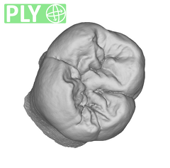 NMNH SI 43 Homo sapiens LRM ply