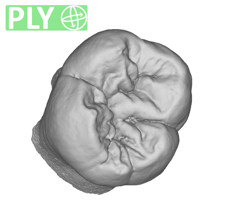 NMNH SI 43 Homo sapiens LRM ply