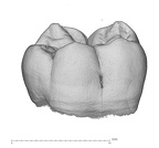 NMNH SI 46 Homo sapiens LRM buccal