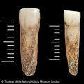 NHMUK EM 3567 3568 Boxgrove Homo heidelbergensis incisors