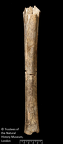 NHMUK PA EM 3566 Boxgrove Homo heidelbergensis tibia