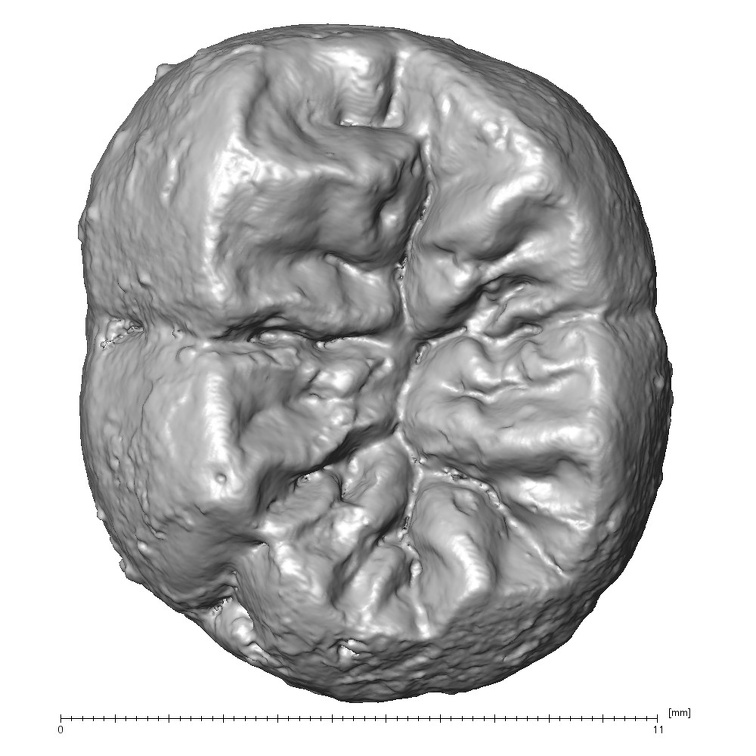 Gibraltar 2 Homo neanderthalensis LLM2 occlusal