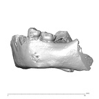 Gibraltar 2 Homo neanderthalensis mandible lateral