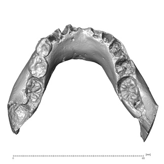 Gibraltar 2 Homo neanderthalensis mandible superior