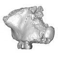 Gibraltar 2 Homo neanderthalensis maxilla anterior