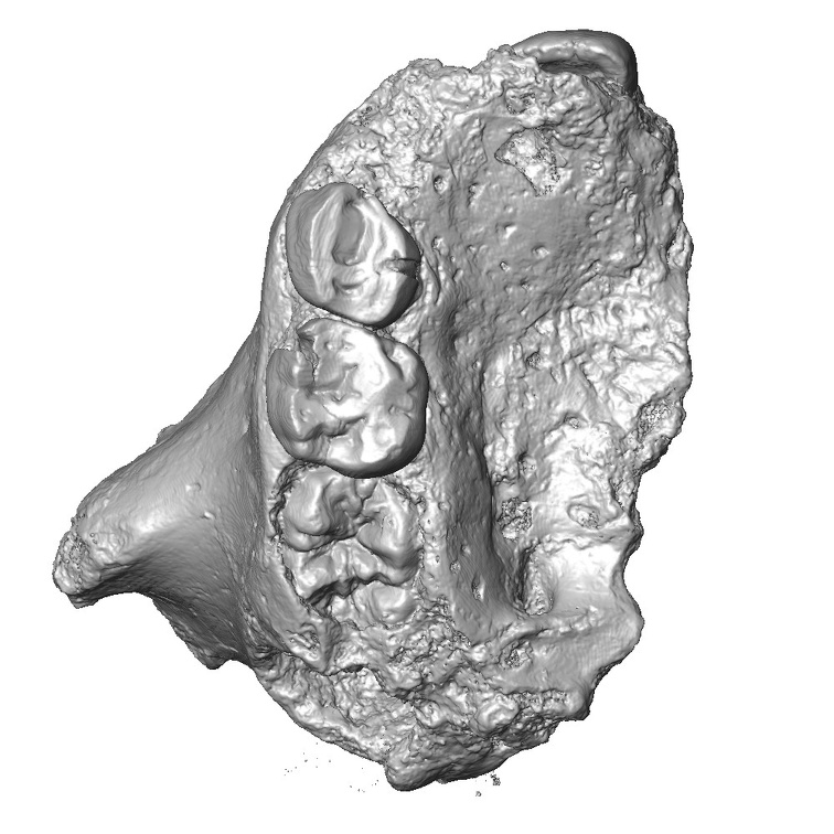 Gibraltar 2 Homo neanderthalensis maxilla inferior