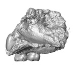 Gibraltar 2 Homo neanderthalensis maxilla lateral