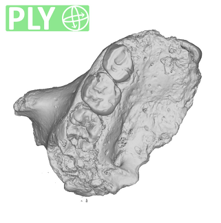 Gibraltar 2 Homo neanderthalensis maxilla ply