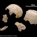 NHMUK_PV_M_16656_16657_16658_16659_16662_16665_Gibraltar_2_Homo_neanderthalensis_skull.png