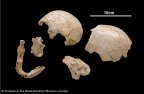 NHMUK PV M 16656 16657 16658 16659 16662 16665 Gibraltar 2 Homo neanderthalensis skull