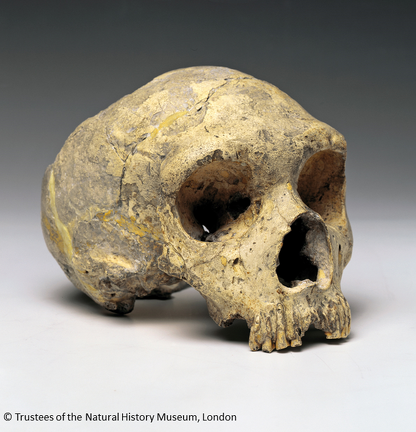 NHMUK PA EM 3811 Gibraltar 1 Forbes Quarry Homo neanderthalensis cranium