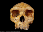 NHMUK PA E686 Broken Hill Homo heidelbergensis cranium