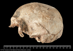 NHMUK PV M 15546 Singa 1 Homo sapiens cranium