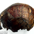 NHMUK PA EM 3819 Skhul IX Homo sapiens cranium