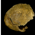 NHMUK PV M 15709 PA EM 40 Swanscombe Homo neanderthalensis cranium