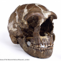 NHMUK_PA_EM_3640_Tabun_C1_Homo_neanderthalensis_cranium.png