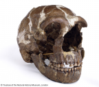 NHMUK PA EM 3640 Tabun C1 Homo neanderthalensis cranium