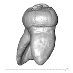 Trinil 11620 Homo erectus upper molar buccal