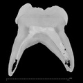 Trinil 11620 Homo erectus upper molar ct slice