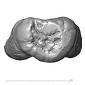 Trinil 11620 Homo erectus upper molar occlusal