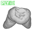 Trinil 11620 Homo erectus upper molar ply