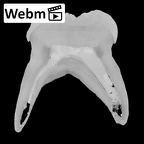 Trinil 11620 Homo erectus upper molar webm