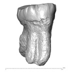 Trinil 11621 H. erectus upper molar buccal