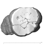 Trinil 11621 H. erectus upper molar occlusal