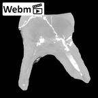 Trinil 11621 H. erectus upper molar webm