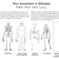 Human_evolution_activity_book_Page_4.png