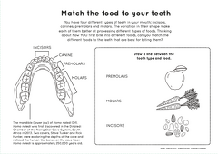Human evolution activity book Page 7