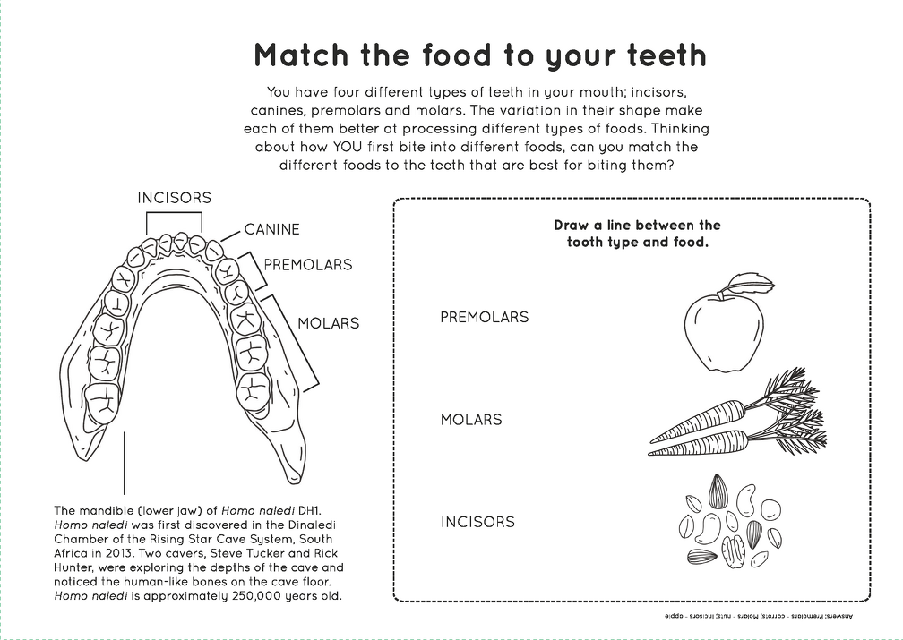 Human evolution activity book Page 7