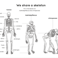 Human evolution activity book Page 8