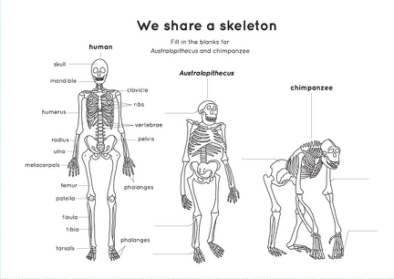 Human evolution activity book Page 8
