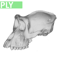 MFN 6046 Gorilla gorilla cranium female